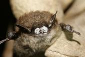 Little brown bat with fungus on hs nose