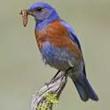Western bluebird eating a caterpillar pest. (Photo: Glenn Bartley/VIREO)
