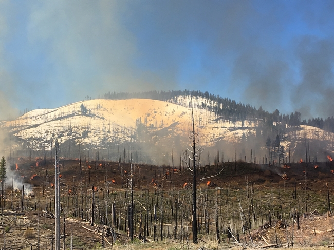 A hillside in the foreground with burning piles of vegetation set against a background ridge covered in snow.