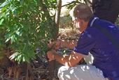 Matteo Garbelotto examines bay laurel for sudden oak death symptoms at the UC Berkeley campus.