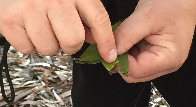 Symptoms of sudden oak death disease on a bay laurel leaf.