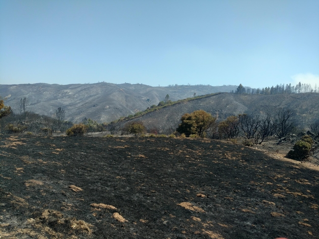 The River Fire, which burned through much of the UC Hopland Research and Extension Center in 2018, provided many opportunities to study the regenerative aspects of fire on oak woodland.