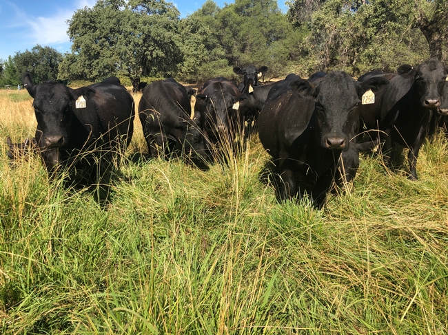 Two new UC studies break out the costs and returns of producing irrigated pasture for beef cattle. Photo by Dan Macon