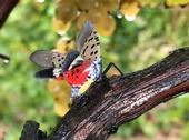 An adult spotted lanternfly in Pennsylvania with its wings spread. (Photo: Surendra Dara)
