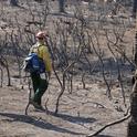 In some areas, the high-intensity Rim Fire burned all the vegetation. (Photo: USDA)