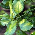 Citrus leaves exhibiting symptoms of huanglongbing infection.
