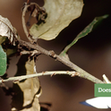 Homeowners can get tips for caring for backyard oak trees.