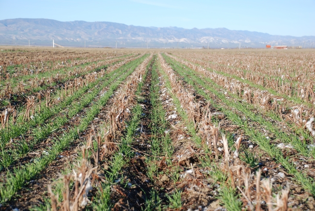 A cover crop growing in cotton and tomato residues in a no-till agricultural field.