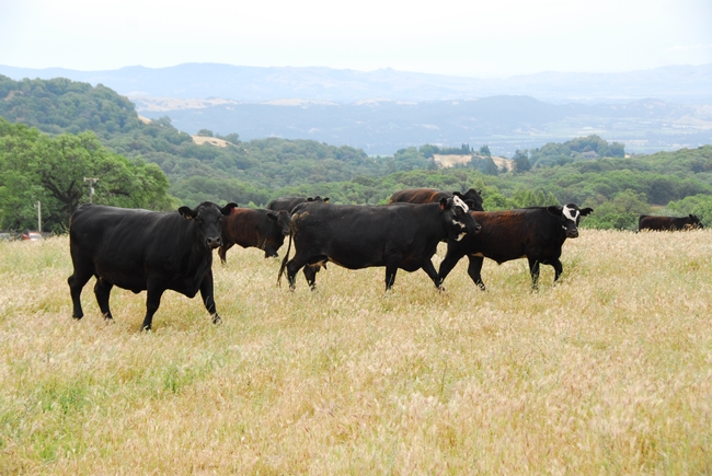 Cattle graze dry grass, reducing potential wildfire fuels.