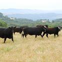 Cattle graze dry grass, reducing potential wildfire fuels.Photo by Roger Praplan