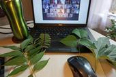 During the online class, participants went outside to gather and compare a variety of leaves.