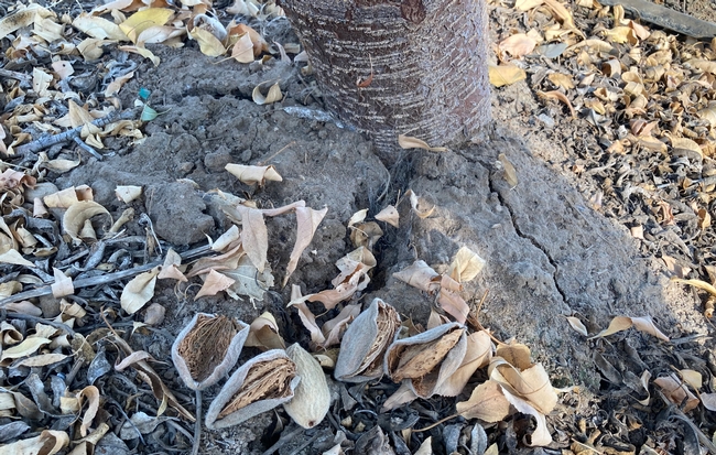 Nuts left in almond orchards after harvest can provide a home for over-wintering pests. IPM expert recommend the removal of all mummy nuts from the trees and orchard floor.