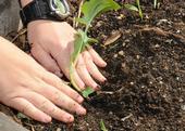 The UC Master Gardener Program can provide technical assistance to help home gardeners find resources for home soil testing. (Photo: USDA)