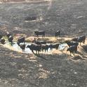 Tony Toso's cattle gather at a watering hole after the Detwiler Fire in Mariposa County in 2017. During disasters, ranchers need access to their livestock to ensure they are out of harm's way and have food and water. Photo by Tony Toso