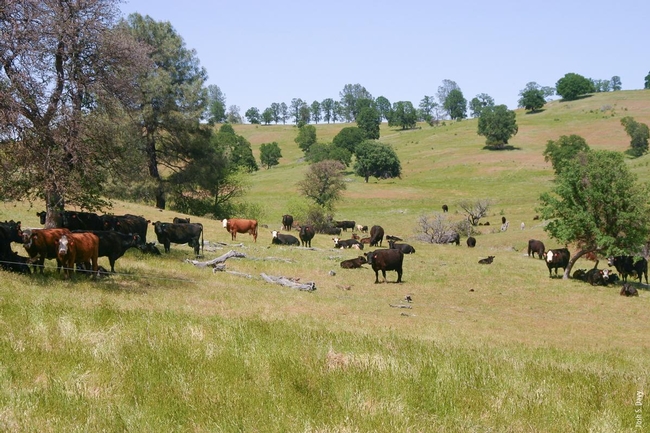 Cattle graze California rangeland.
