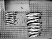 Juvenile Chinook salmon reared on a restored floodplain on the Cosumnes River (right) and in the main channel. Photo: Jeff Opperman