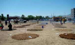 The scientists tested eight types of landscape mulches, shown in this test plot.