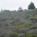 Dead and dying coffeeberry (Frangula californica) shrubs are clearly visible in a failing restoration in a coastal scrub site in San Mateo County, dominated by shrubs with occasional small groups of trees. Phytophthora crassamura and P. megasperma were both isolated directly from symptomatic tissue and from the rhizosphere (i.e. soil and fine roots) of diseased plants. Photo by Laura Sims.