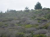 Dead and dying coffeeberry (Frangula californica) shrubs are clearly visible in a failing restoration in a coastal scrub site in San Mateo County, dominated by shrubs with occasional small groups of trees. Phytophthora crassamura and P. megasperma were both isolated directly from symptomatic tissue and from the rhizosphere (i.e. soil and fine roots) of diseased plants. Photo by Laura Sims.