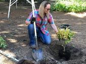 UCCE orchard and vineyard systems advisor Kari Arnold demonstrates proper tree planting. (Photo: Anne Schellman)