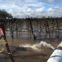 Consumnes River water floods a vineyard in order to recharge groundwater in an experiment conducted by the Dahlke Lab at UC Davis. (Photo: Helen Dahlke)