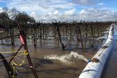 Consumnes River water floods a vineyard in order to recharge groundwater in an experiment conducted by the Dahlke Lab at UC Davis. (Photo: Helen Dahlke)