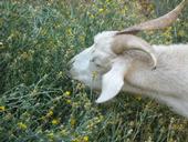 Goats have large livers that allow processing of compounds less digestible or more toxic to other grazers.