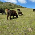 Livestock grazing to enhance habitat for endangered butterflies in Santa Clara County.