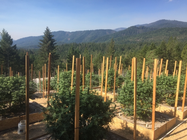 Outdoor planting of cannabis bushes supported by trellising. Green forest in background.