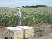 Rachael Long monitors pollinator activity in a hybrid onion seed field. Honey bee hives (foreground) are placed in fields to promote pollination. (Photo: Edwin Reidel)