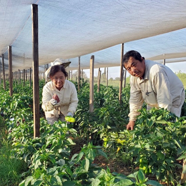 Fresno County farmers Siong and Fong Tchieng shade vegetables to protect the crop from sunburn. Photo by Ka Tchieng