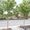Bioswales are built to contain stormwater that drains from homes and roads. Trees can grow in bioswales and filter dust, create windbreaks, reduce noise and provide wildlife habitat.