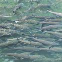 Spring-run Chinook salmon, photographed in Butte Creek (Allen Harthorn/Friends of Butte Creek)