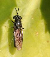 The black soldier fly is a beneficial insect. (Photo by Kathy Keatley Garvey)