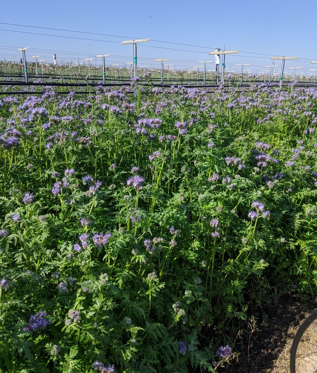 Small purple flowers bloom atop the slender green stems growing between the grape vine rows.
