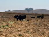 Black cows and calves graze dry vegetation.