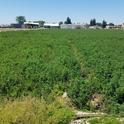 After six weeks of pulsed flooding for groundwater recharge, the alfalfa did not show a significant decline in yield. Photo by Helen Dahlke