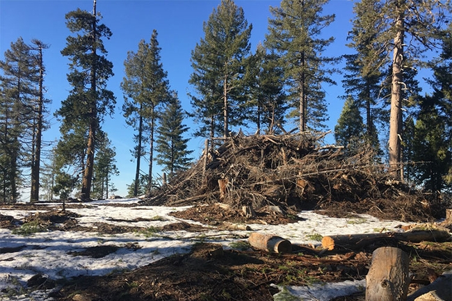 Forest thinning treatments can generate massive piles of wood residues that are often burnt or left to decay, releasing carbon dioxide into the atmosphere. UC Berkeley photo by Bodie Cabiyo