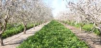 This almond orchard near Durham in Butte County, shown in 2017, was one of 10 sites studied to determine soil water content in cover cropped versus non-cover cropped almond orchards and tomato fields from 2016 to 2019. for Green Blog Blog