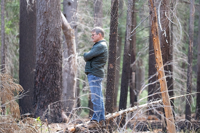 Scott Stephens stands among tall trees, arms crossed, looking around the forest.