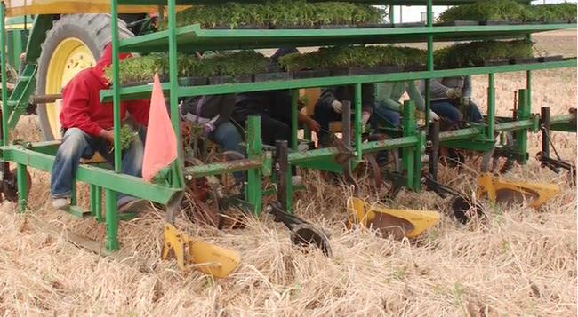 Riding on a specially designed machine, workers place tomato seedlings into the soil.