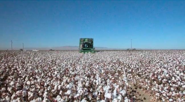 A cotton harvester drives through a field of fluffy white cotton on the plants.