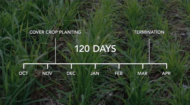A timeline showing cover crop planting in November, 120 days until termination in March overlays a field of green cover crop.
