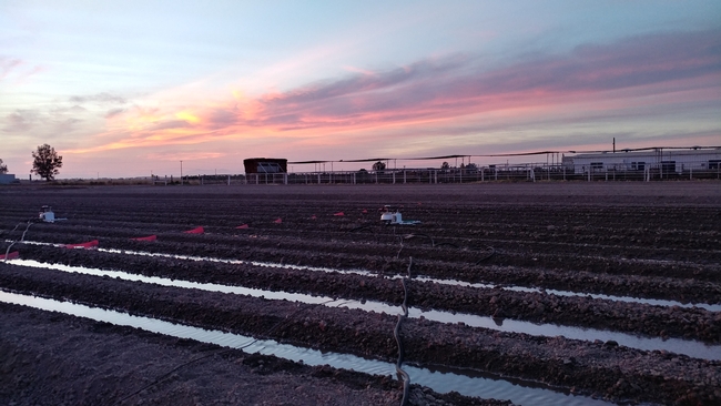 Desert REC field at sunset