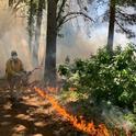 After igniting low-intensity strip along control line, a volunteer walks adjacent to small flame lengths monitoring fire behavior. May 2022. Photo by Susie Kocher