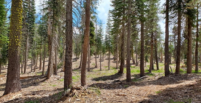 The French Meadows Forest Restoration Project at the Tahoe National Forest is depicted on July 6, 2022. Photo by Roger Bales.