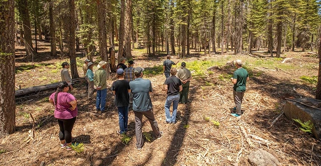 A tour of the French Meadows Forest Restoration Project at the Tahoe National Forest is carried out on June 21, 2022. Photo by Brie Anne Coleman, Placer County Water Agency
