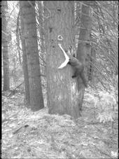 A Pacific fisher, captured by researchers with a motion-detecting camera, grabs at 