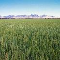 Colusa County rice, which has at least three severe weed species.
