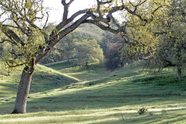 Landscape photo of oak woodland